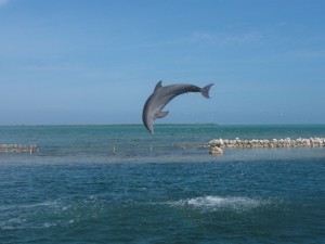 Dolphin Cove Grand Cayman Swim with Dolphins