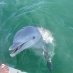 Dolphin Swim Grand Cayman Diana Walker Photo 4739