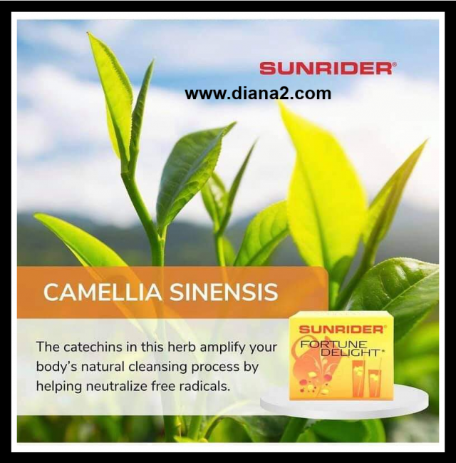 Sunrider Fortune Delight for Digestion Camellia Sinensis copy