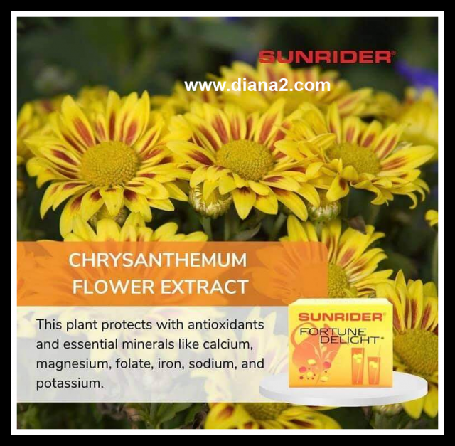 Sunrider Fortune Delight for Digestion Chrysanthemum Flower Extract